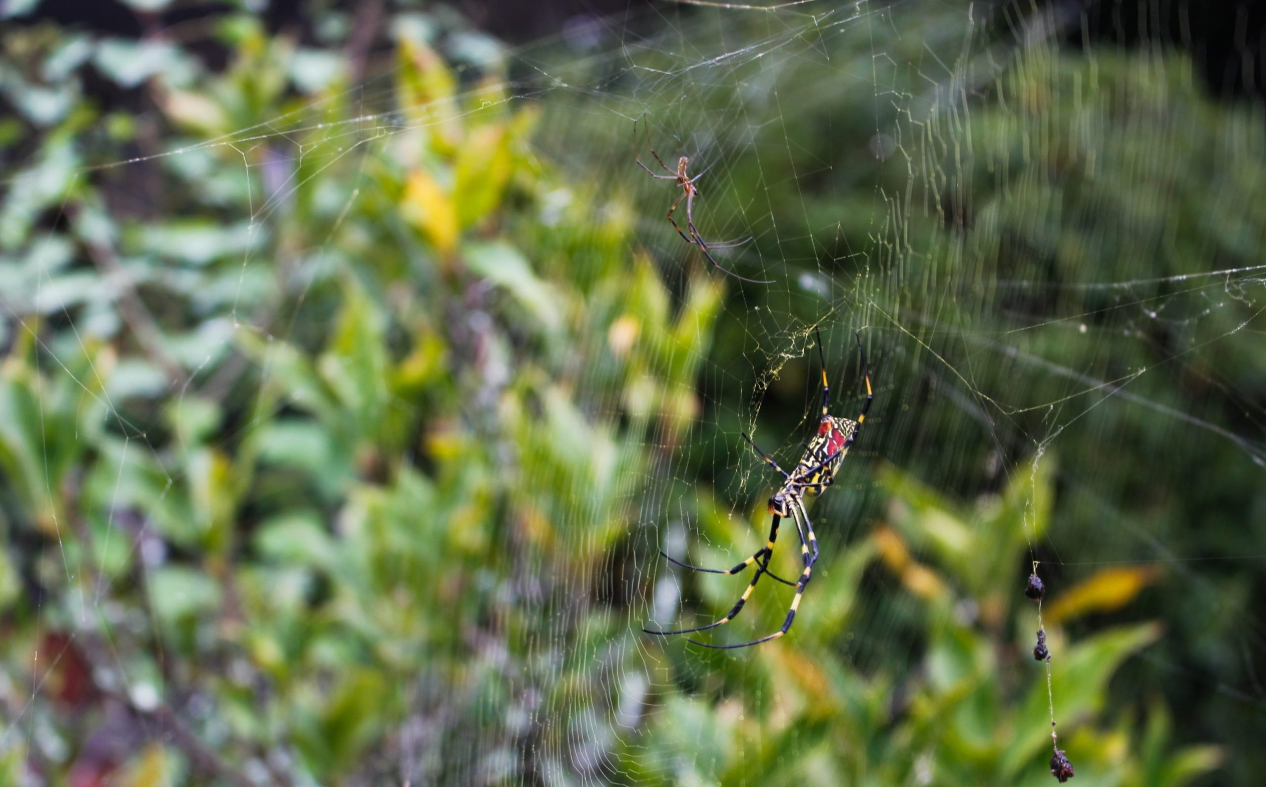 Joro spider in web