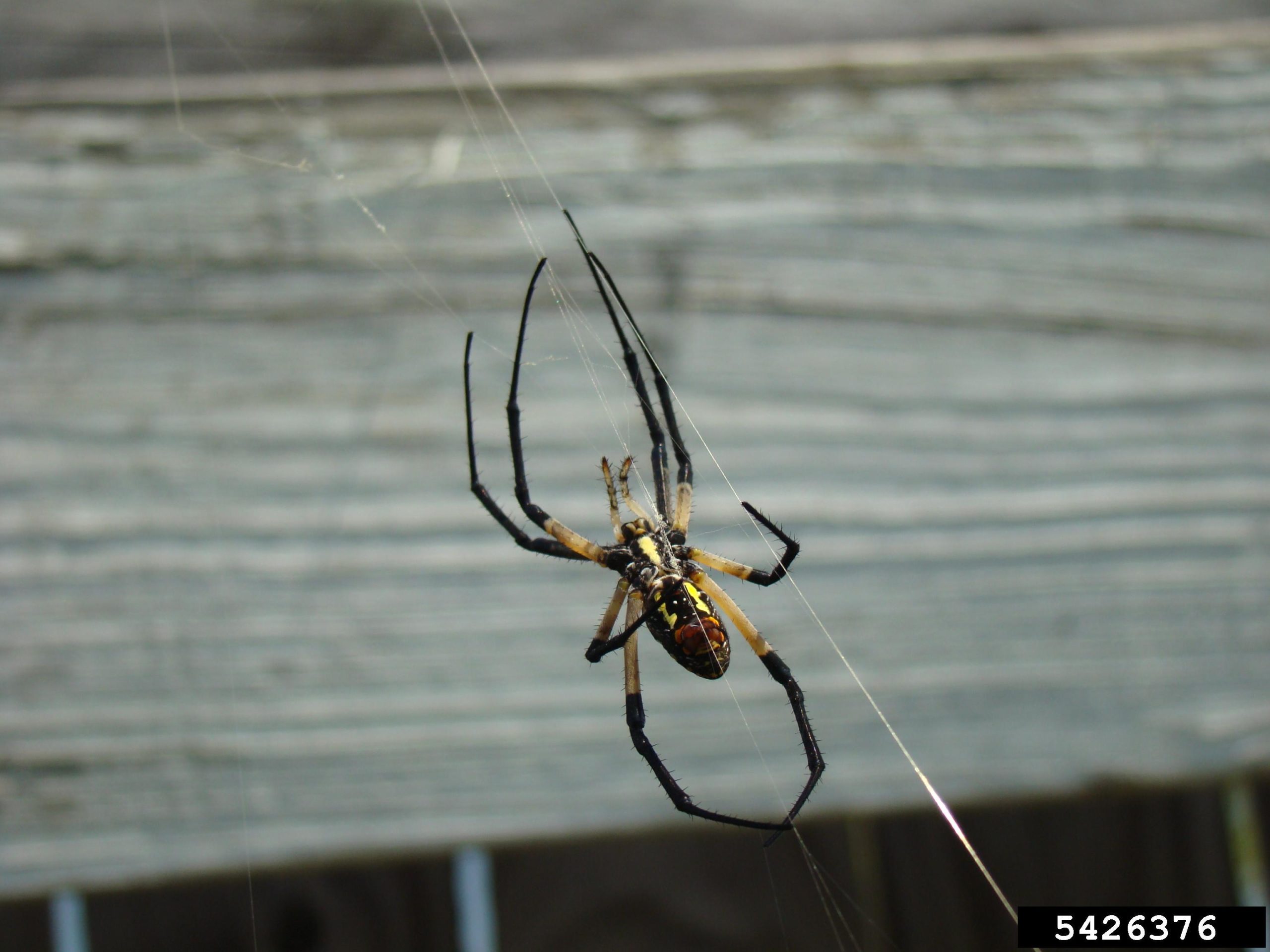 Species Info - Joro Watch, image size:2560x1920