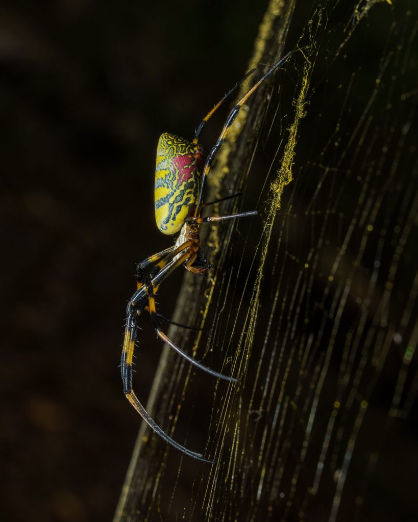 Photo of female Joro Spider on web with dark background